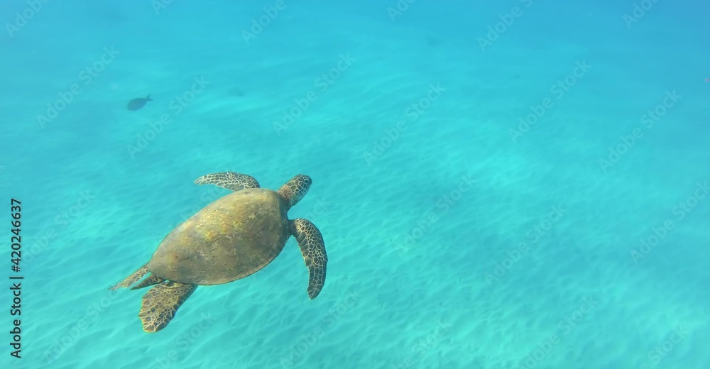 Hawaii Awesome Nature Wallpaper in High Definition
Hawaii Awesome Nature Wallpaper in High Definition