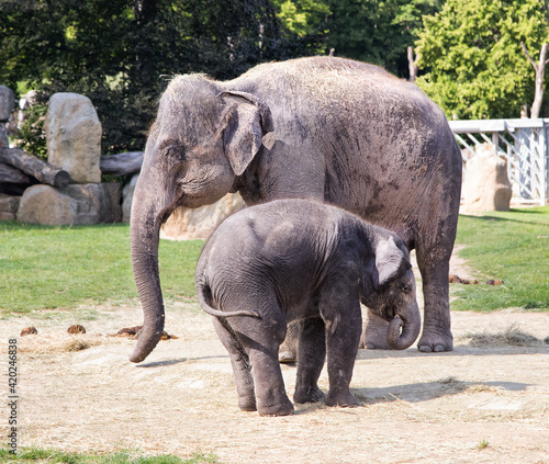 Obraz na płótnie Elephant mother and her calf in Zoo. Cute baby elephant with mother. Zoo big animals. w salonie