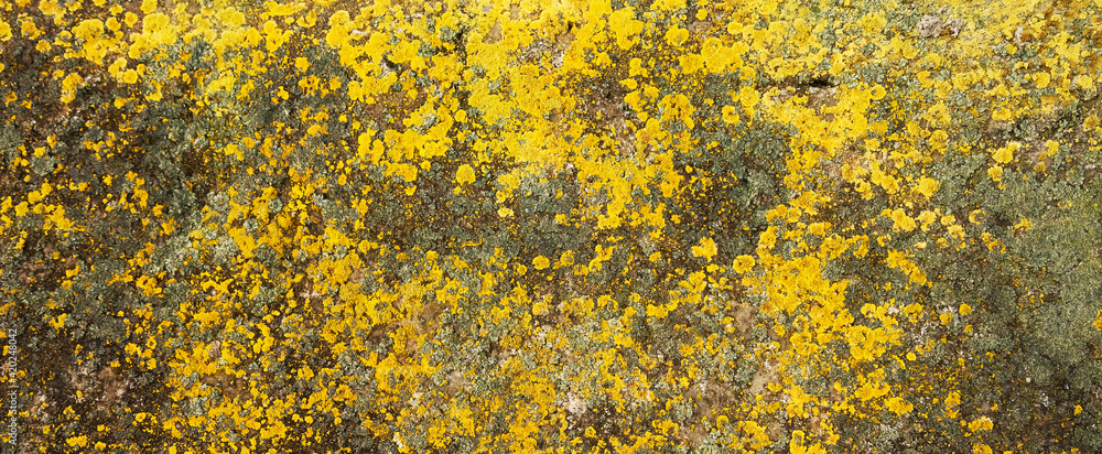 Yellow lichen on the stone. Yellow mold on a gray old rock. Natural background texture. Texture of a stone wall covered with yellow moss. Yellow lichen on the stone. Yellow mold on a gray old rock. Natural background texture. Texture of a stone wall covered with yellow moss.