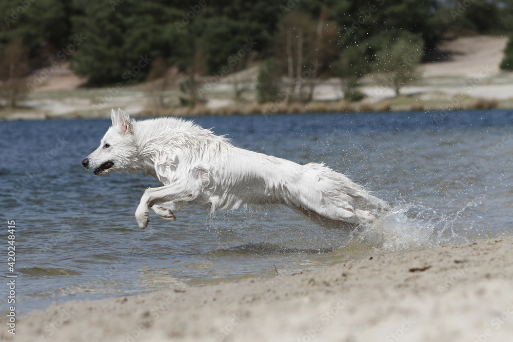 Fototapeta premium Berger Blanc Suisse qui coure dans l'eau