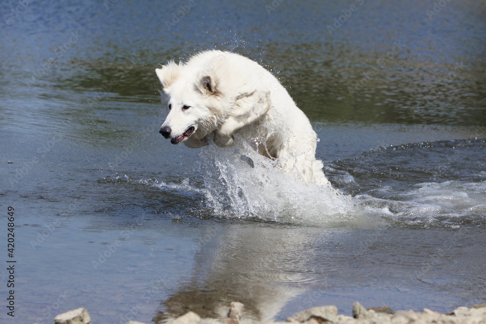 Berger Blanc Suisse qui coure dans l'eau Berger Blanc Suisse qui coure dans l'eau