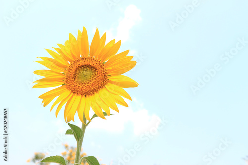 A single sunflower  disk flower  cut flower  against blue sky.