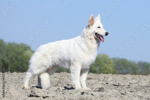 Berger Blanc Suisse