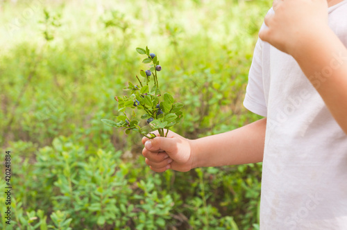 Kid's hand holding a bunch of collected blueberry twigs at forest background