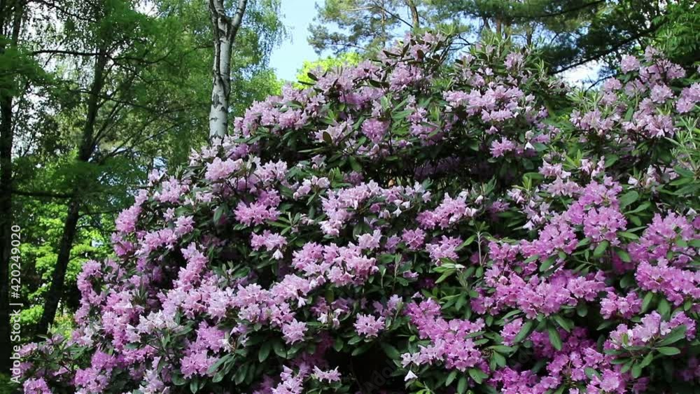 Blossoming flowers rhododendron in the Minsk a botanical garden, nature background.
Blossoming flowers rhododendron in the Minsk a botanical garden, nature background.