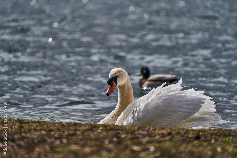 Fototapeta premium Park