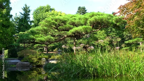 Japanese Garden with Trees and Water Sound in Summer photo