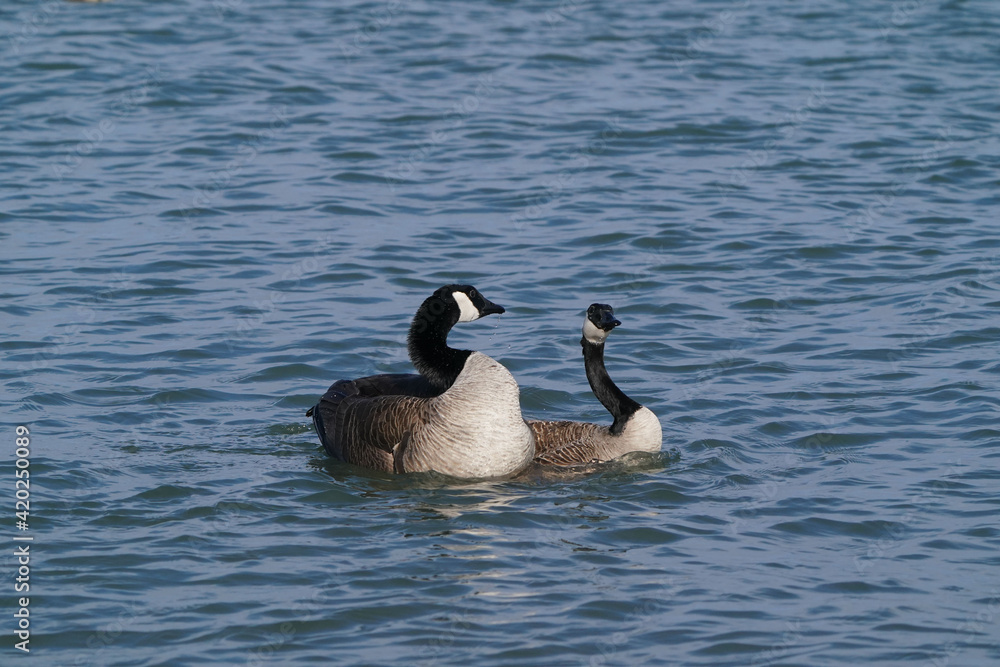 Canada Geese at harbour in early spring, one with damaged beak, flying, flapping, mating and after mating