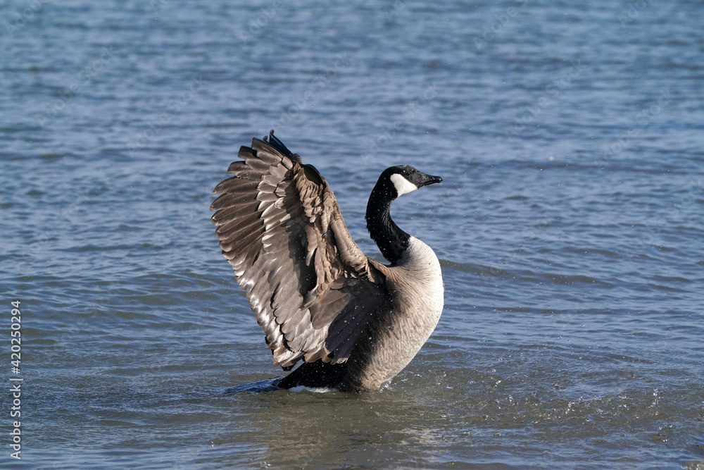 Canada Geese at harbour in early spring, one with damaged beak, flying, flapping, mating and after mating Canada Geese at harbour in early spring, one with damaged beak, flying, flapping, mating and after mating