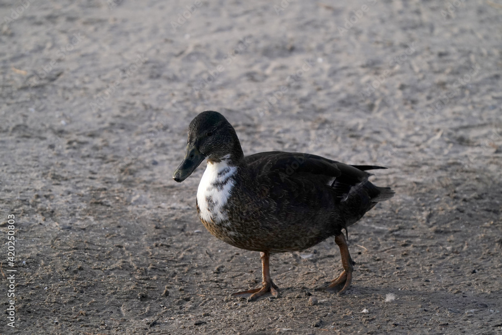 Dark Mallard hen with splash of white on chest on sandy beach in early spring Dark Mallard hen with splash of white on chest on sandy beach in early spring