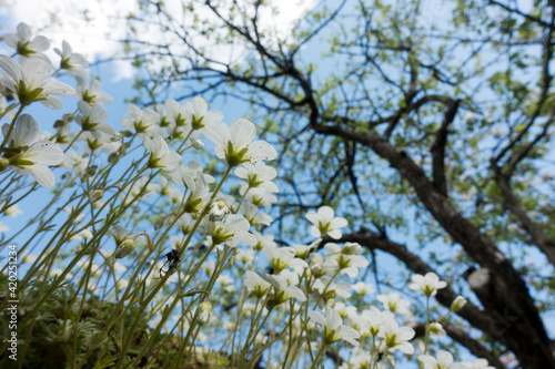 Flowers of Sagina subulata blooms in the garden on a sunny day.