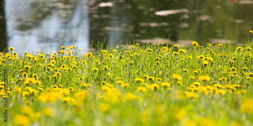 dandelions on the bank of the lake Small depth of sharpness