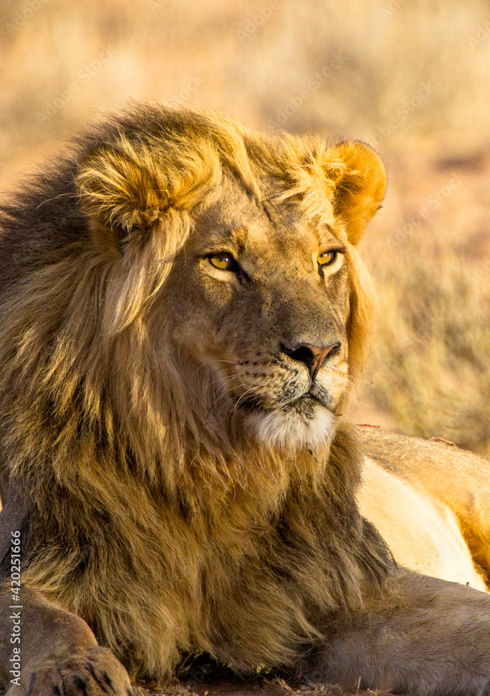 Black-maned lion of the Kalahari resting after eating a gemsbok