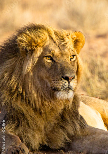 Black-maned lion of the Kalahari resting after eating a gemsbok