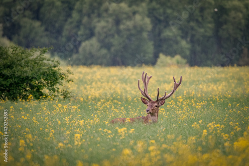Fototapeta Naklejka Na Ścianę i Meble -  Jeleń w rzepaku