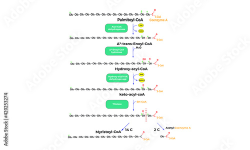 Fatty acids beta oxidation [catabolism]