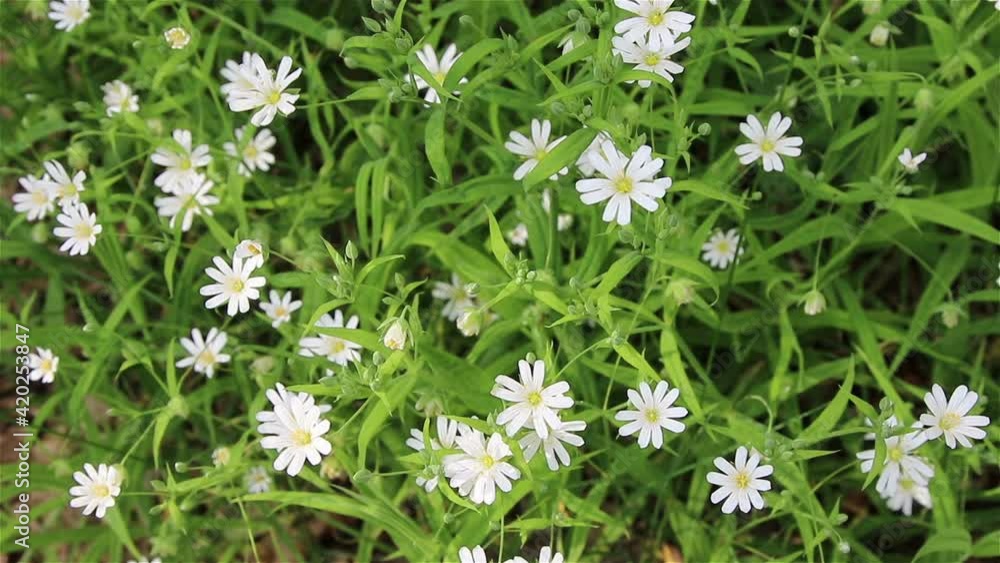 Blossoming wild field flowers, nature background.
Blossoming wild field flowers, nature background.