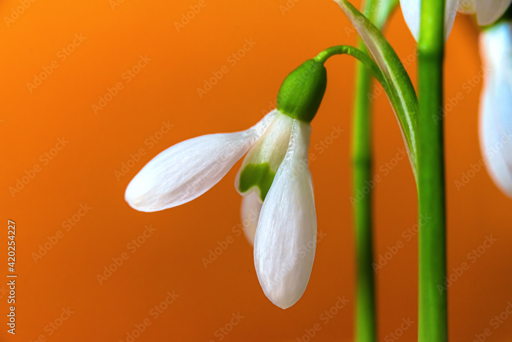Obraz premium Snowdrops on an orange, isolated background.