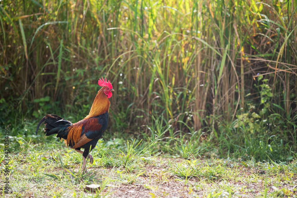 Fototapeta premium bantam chicken walk on jasmine paddy rice field
