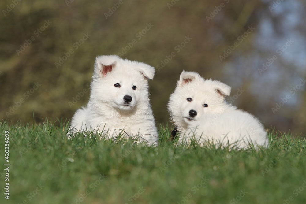 Deux chiots Berger Blanc Suisse tout mignon allongé dans l'herbe Deux chiots Berger Blanc Suisse tout mignon allongé dans l'herbe