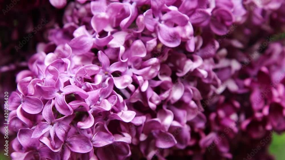 Blossoming lilacs, a nature background.
