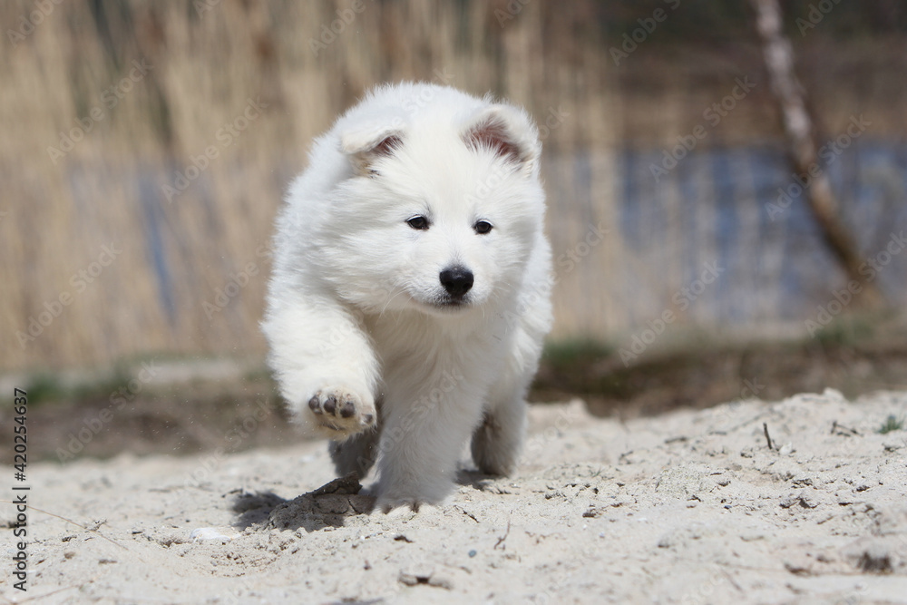 Chiot Berger Blanc Suisse qui court dans les dunes Chiot Berger Blanc Suisse qui court dans les dunes