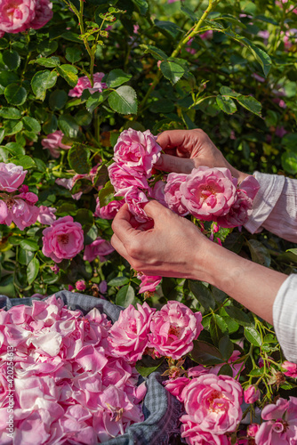 Hands picking rose petals on a sunny day. Harvesting in blooming season
