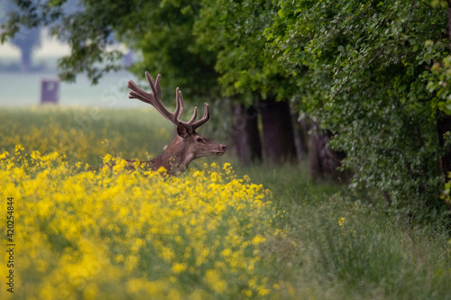 Jeleń na polu rzepaku
