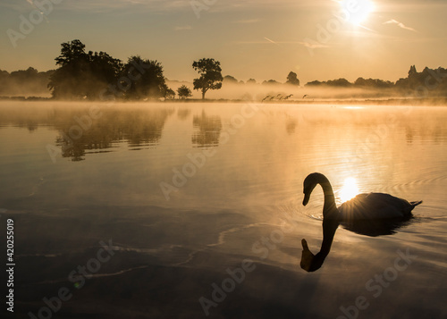 sunrise swan on the lake