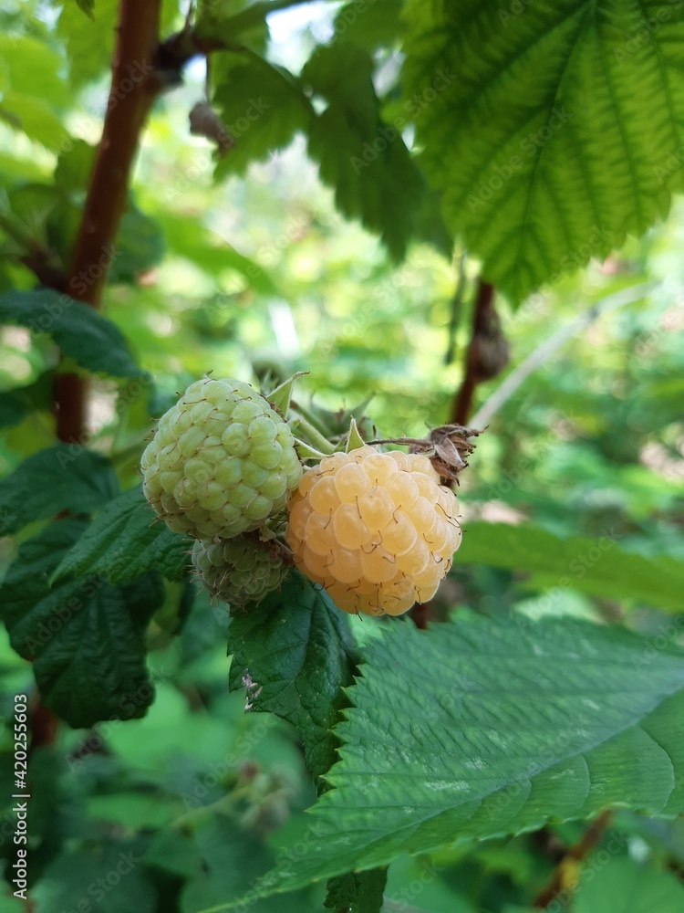 Branch of ripe raspberries in garden. Red sweet berries growing on raspberry bush in fruit garden Branch of ripe raspberries in garden. Red sweet berries growing on raspberry bush in fruit garden