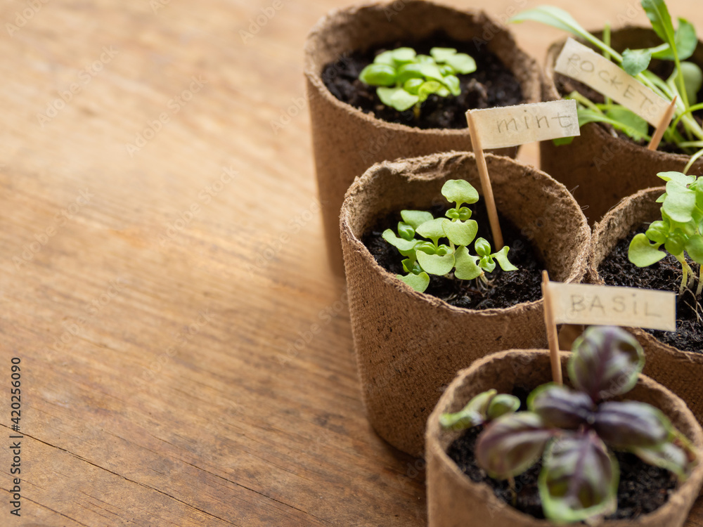 Basil seedlings in biodegradable pots on wooden table. Green plants in peat pots. Copy space. Basil seedlings in biodegradable pots on wooden table. Green plants in peat pots. Copy space.