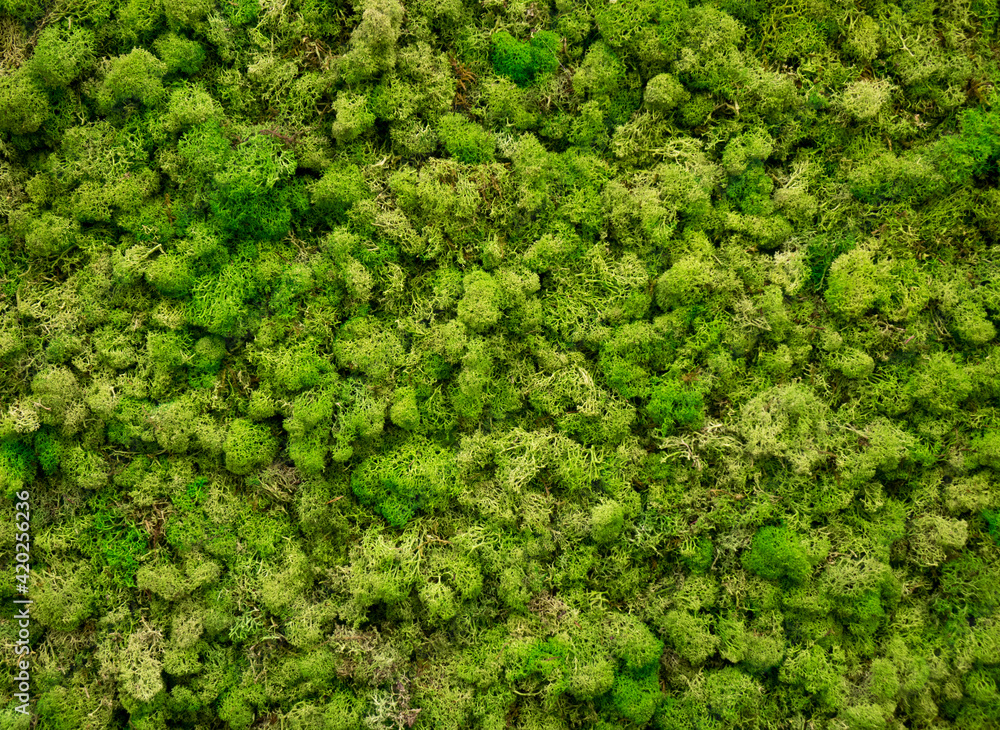 Obraz premium Natural moss in nature. Green moss background texture