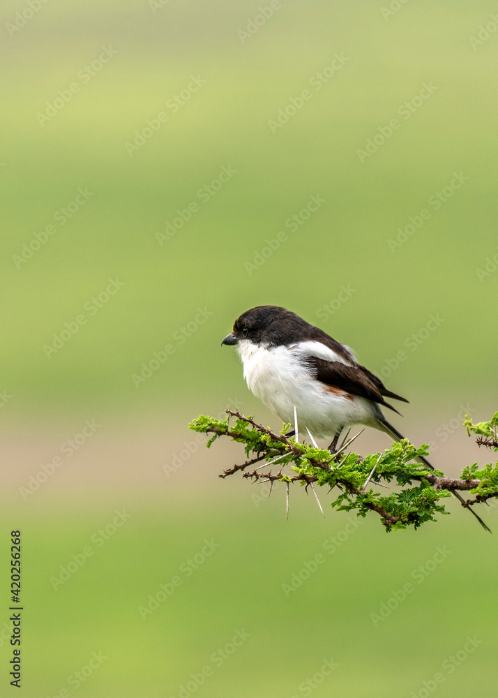 Obraz premium Northern Fiscal (Lanius humeralis) female in Ngorongoro, Tanzania