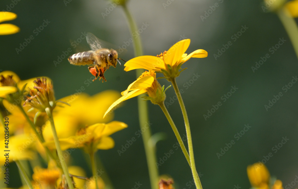 Biene mit Pollenhöschen beim Pollen sammeln Biene mit Pollenhöschen beim Pollen sammeln