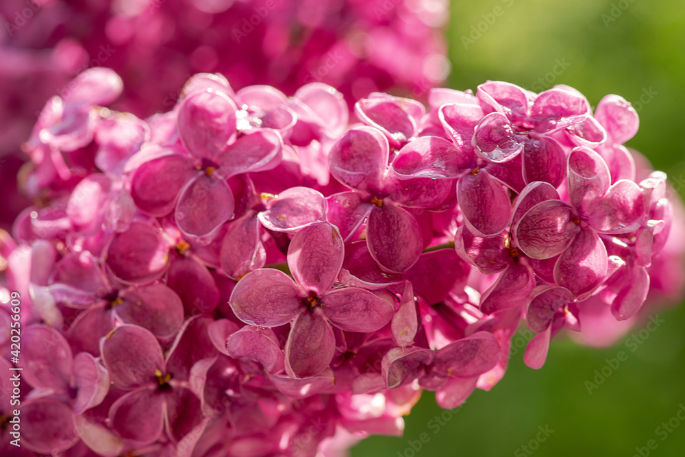 Blooming lilac in dew drops of pure water. Blooming lilac in dew drops of pure water.