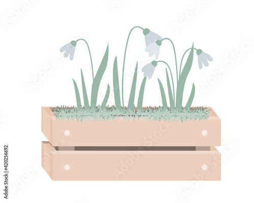 Cartoon snowdrops in wooden box with moss. Spring design in Scandinavian style. Vector illustration isolated on white