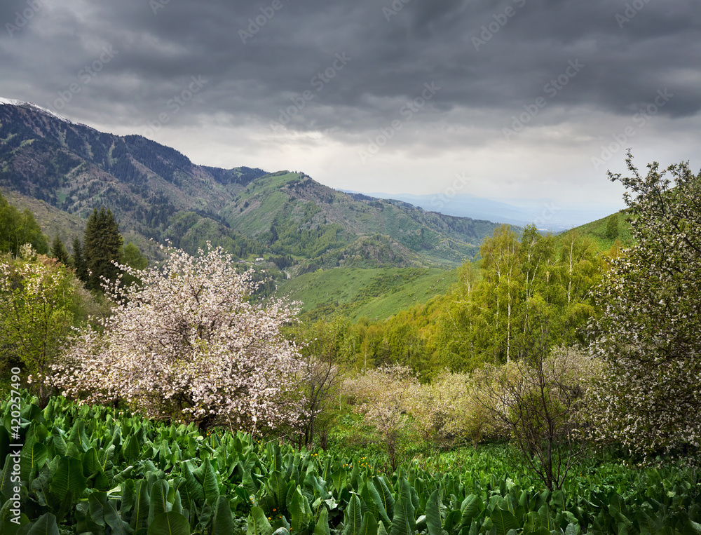 Fototapeta premium Landscape of blossom apple tree in the mountain