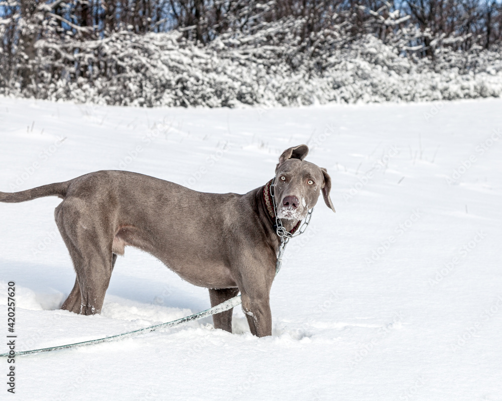Weimaraner Jagdhund tobt und spielt im Schnee 