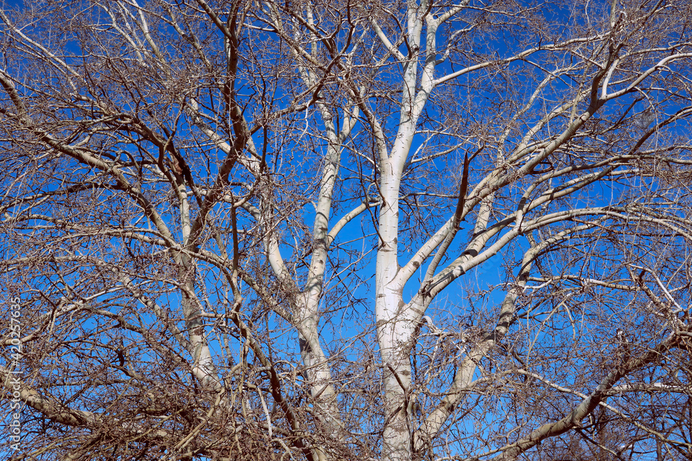 Winter White Tree on the Bright Day