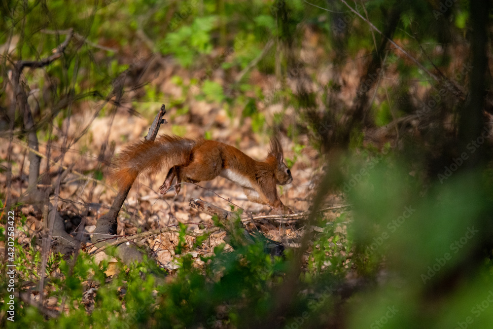 wiewiórka, squirrel, skacząc wiewiórka, dzika natura, przyroda, las, forest, zwierzak, park wiewiórka, squirrel, skacząc wiewiórka, dzika natura, przyroda, las, forest, zwierzak, park