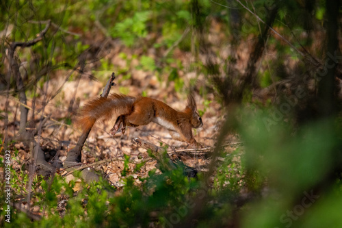 Fototapeta Naklejka Na Ścianę i Meble -  wiewiórka, squirrel, skacząc wiewiórka, dzika natura, przyroda, las, forest, zwierzak, park