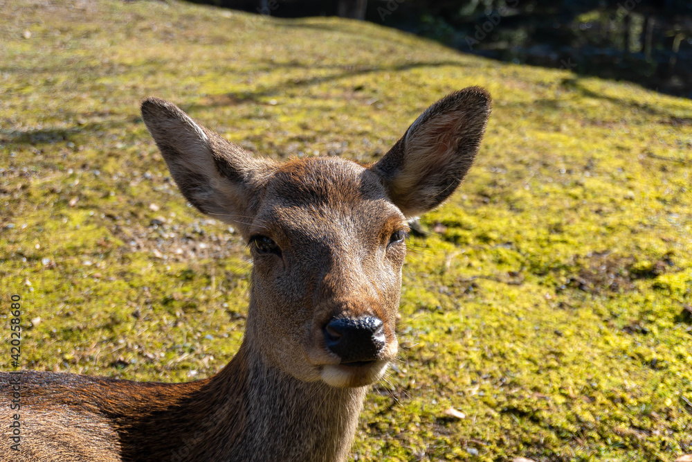 Daily life of Japanese deer