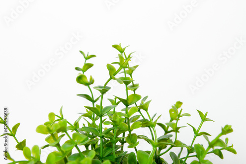 Green plant on a light background.