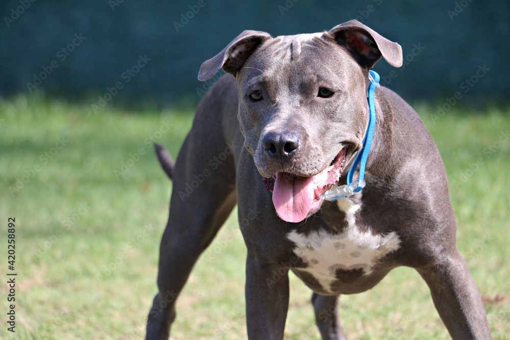pit bull dog playing in the park. Sunny day pit bull dog playing in the park. Sunny day