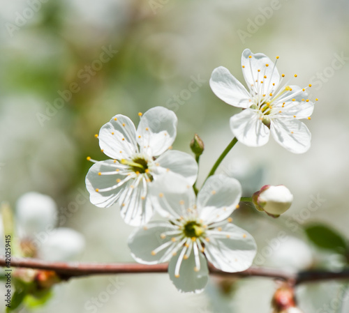 Spring day. Cherry blossoms. White flowers, close-up