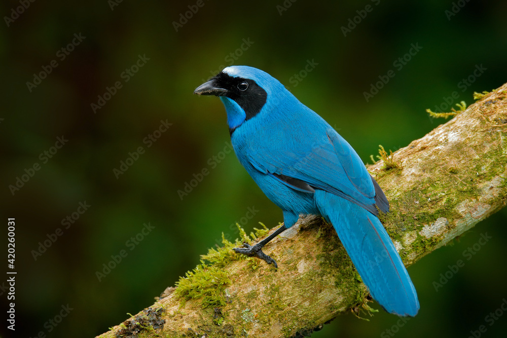 Turquoise jay, Cyanolyca turcosa, detail portrait of beautiful blue bird from tropic forest, Guango, Ecuador. Close-up bill portrait of jay in the dark tropic forest.