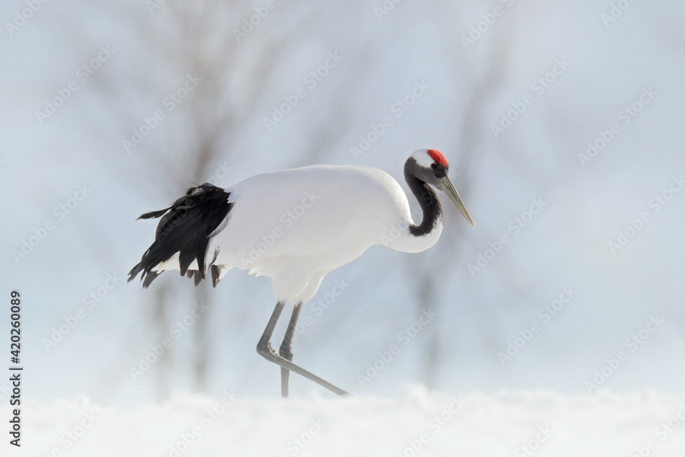 Fototapeta premium Winter nature. Snowfall Red-crowned crane in snow meadow, with snow storm, Hokkaido, Japan. Bird in fly, winter scene with snowflakes. Snow dance in nature. Wildlife scene from snowy nature.
