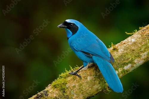 Turquoise jay, Cyanolyca turcosa, detail portrait of beautiful blue bird from tropic forest, Guango, Ecuador. Close-up bill portrait of jay in the dark tropic forest.
