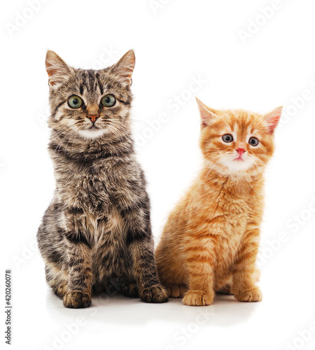 Two little different kittens sitting. © ANASTASIIA