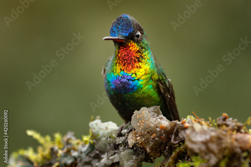 Glossy shiny tinny bird. Fiery-throated Hummingbird, Panterpe insignis, colourful bird sitting on branch. Mountain bright animal from Costa Rica. Red bright bird in the tropic forest.